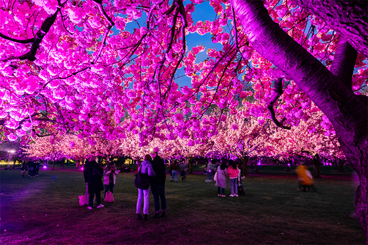 Cherry Blossoms BBG