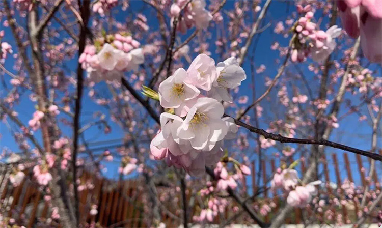 Cherry Blossoms Little Island