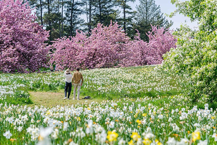 Cherry Blossoms NYBG