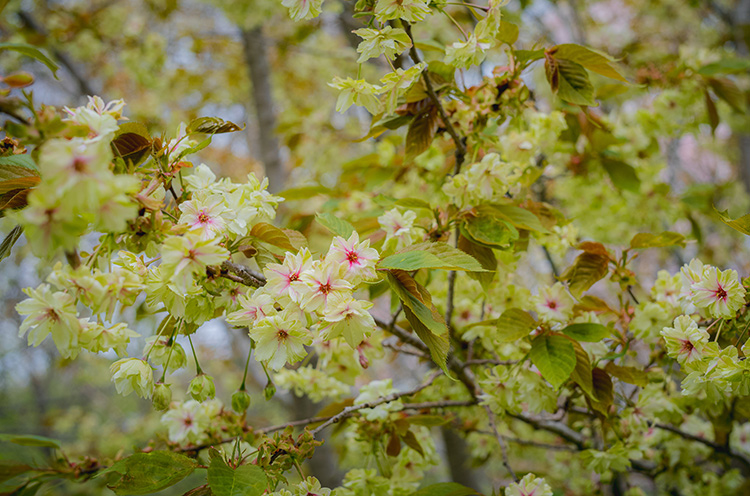 Cherry Blossoms Gyoiko