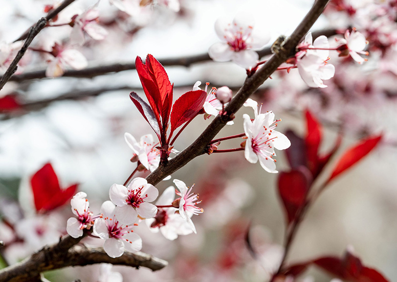 Cherry Blossom Time