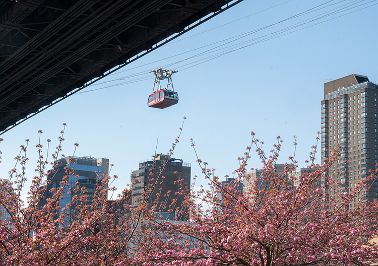Cherry Blossoms Roosevelt Island