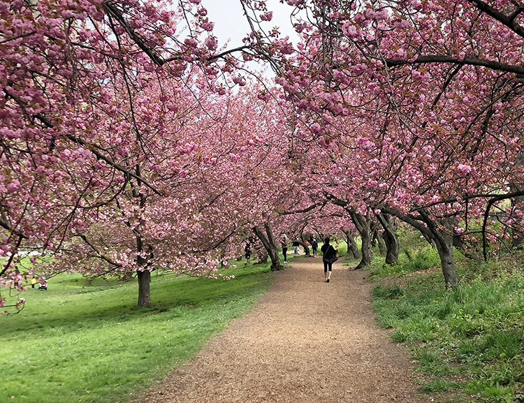 Cherry Blossom Time Central Park