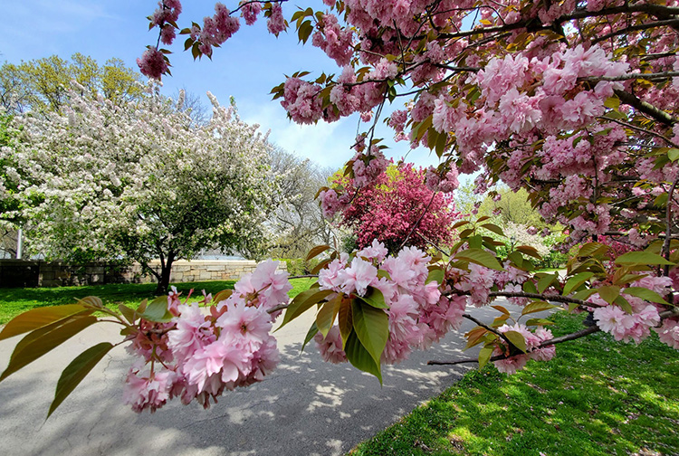Cherry Blossoms Riverside Park Cherry Blossoms Riverside Park