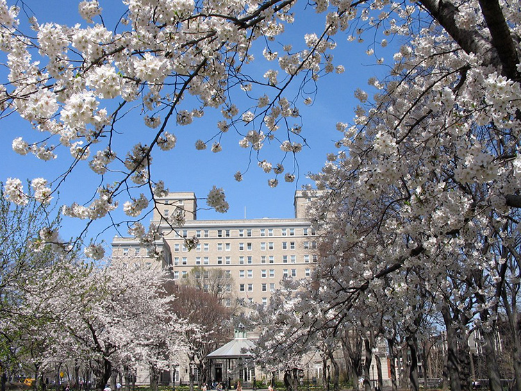 Cherry Blossoms Sakura Park