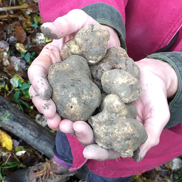White truffles